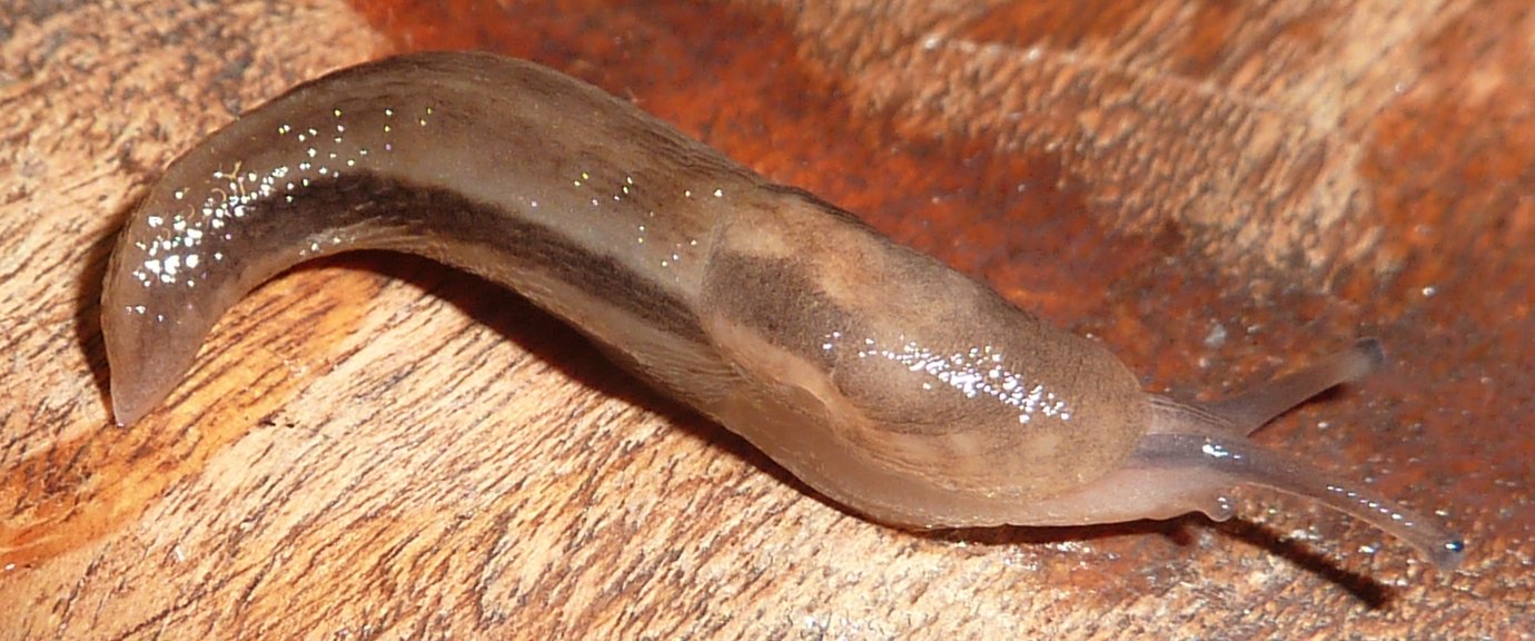 Limacidae dal Lago Brasimone